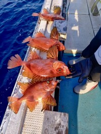 根魚釣りで大物に挑戦！
