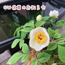 ＊GW休業のお知らせ＊