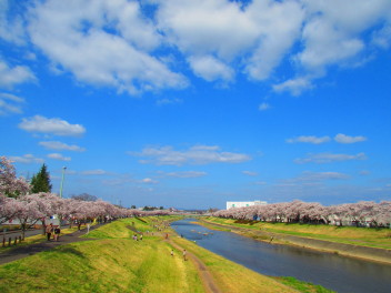 釈迦堂川の桜満開です！！