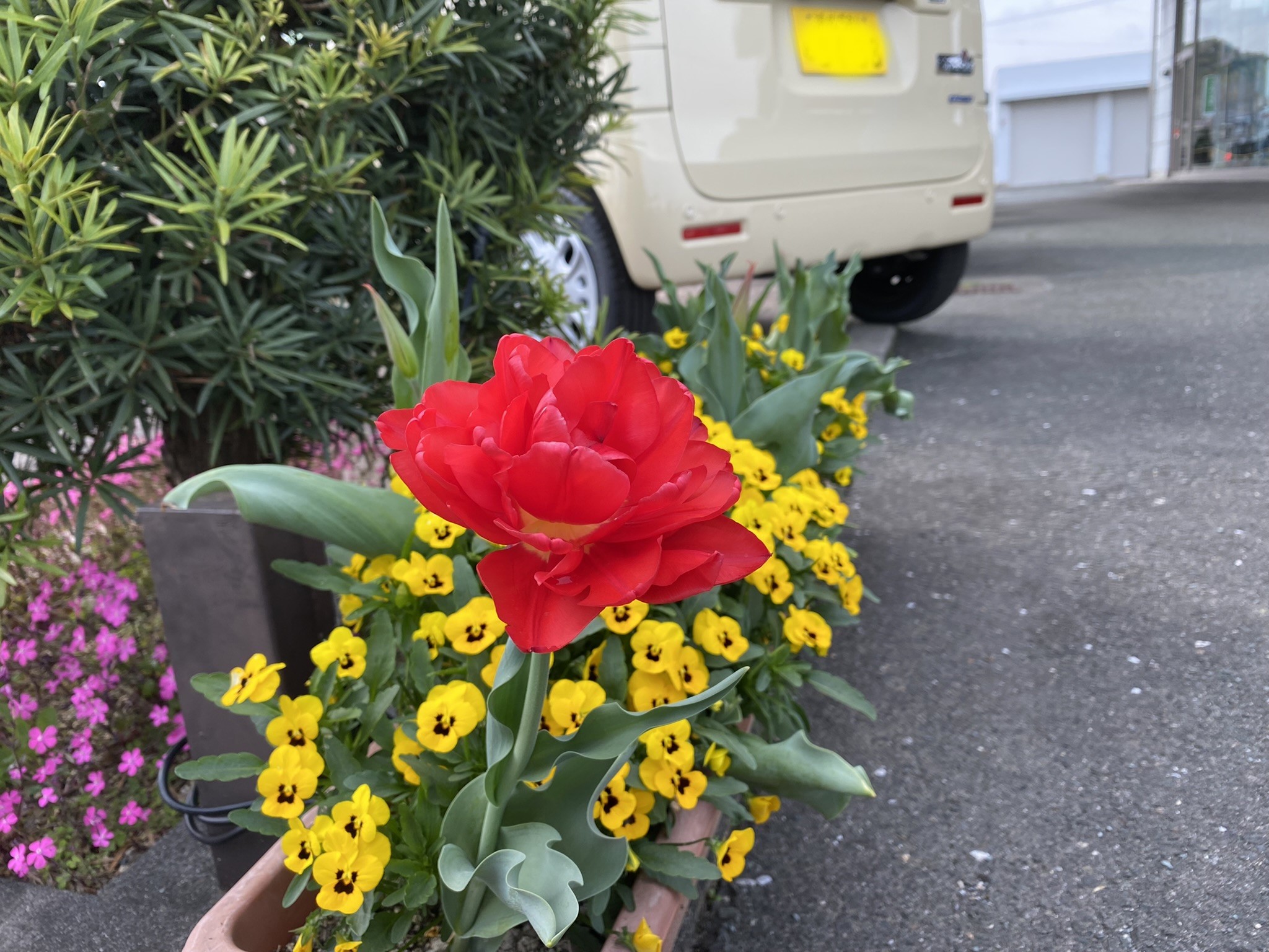 お花①