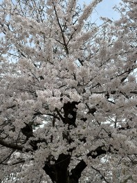 桜祭りに行ってきました！！