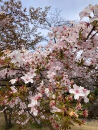 ３月最後の週末はスズキのお店へ