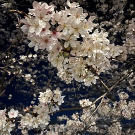 夜桜を見に行きました！