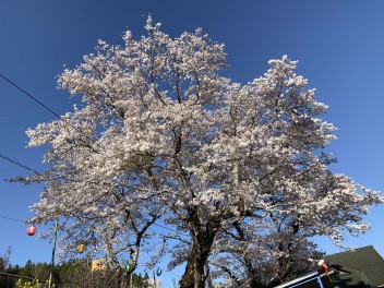 ４月もはりきっていきます(^O^)／