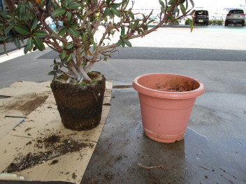 鉢植えのメンテナンス