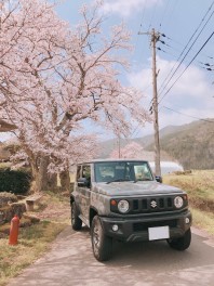 ◇◆桜が満開になりました◆◇