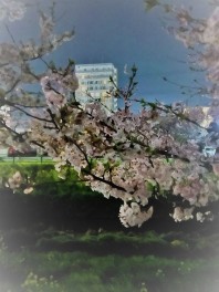 夜桜見てきました～(*‘ω‘ *)