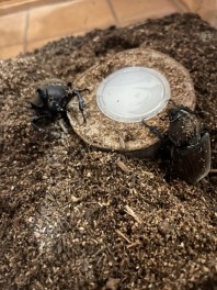 夏の虫といえば・・・