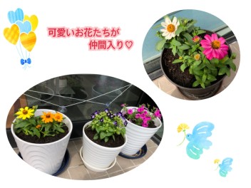 可愛いお花たちが仲間入りしました♪