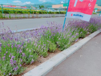 ラベンダーの香りにさそわれて．．．