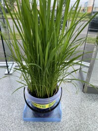 今日もスクスクと育ってます！