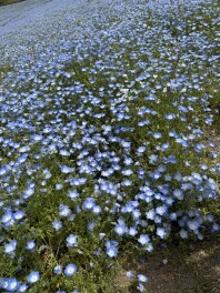 圧倒された≪花≫(^^♪
