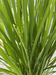 バケツ稲に粒が、、、