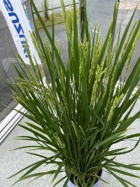 今日も平和だと感じた