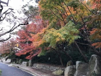 神田川の紅葉