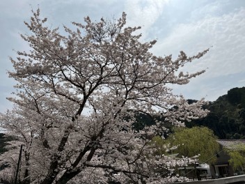 桜見に行ってきました(*'▽')♪