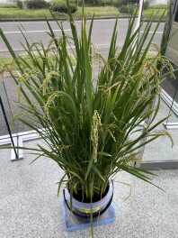 バケツ稲成長日記