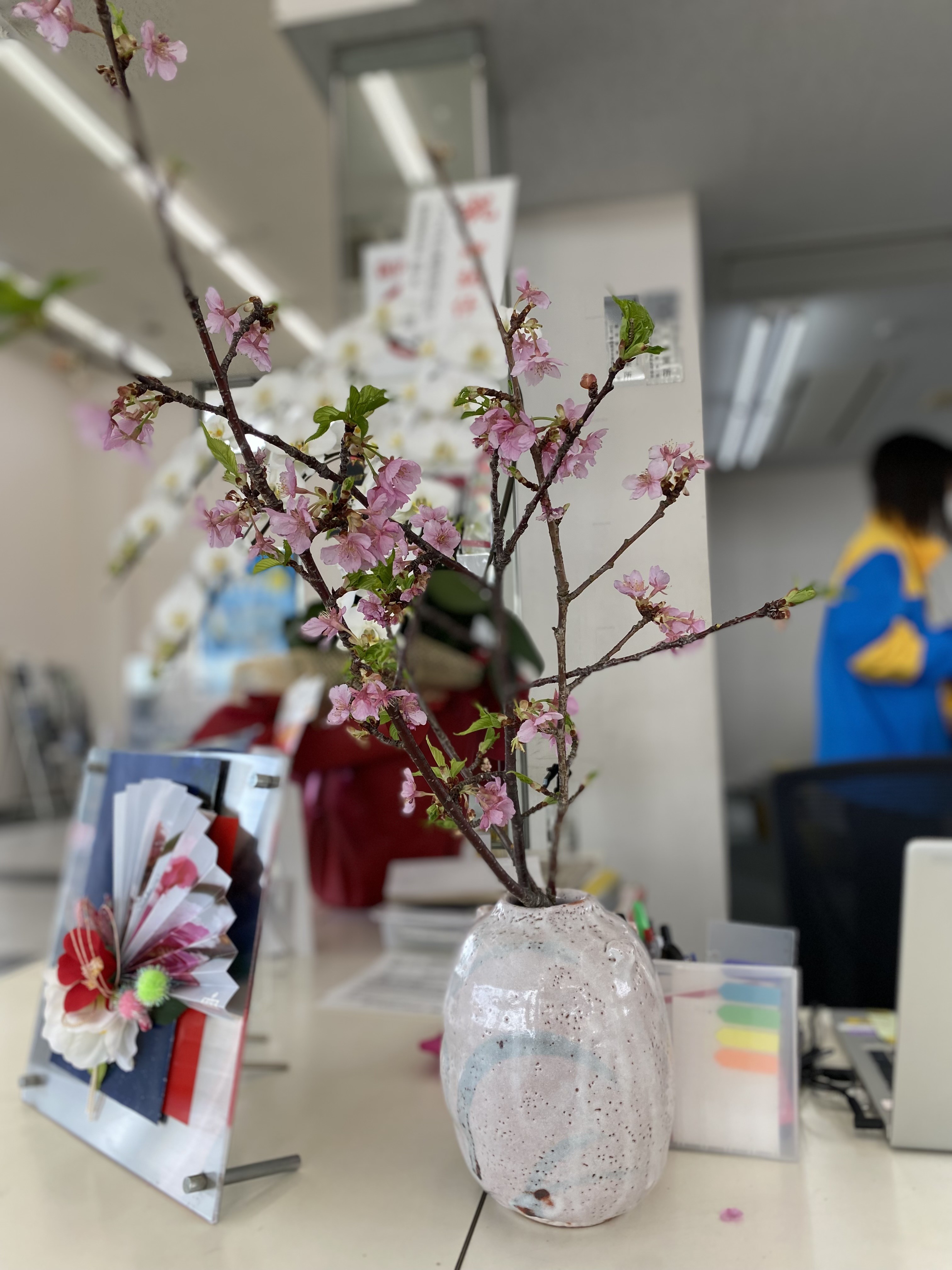 河津桜