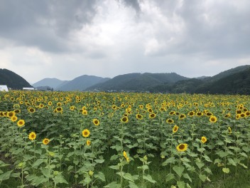 佐用町南光ひまわり畑に行ってきました！