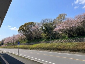 桜が咲き始めました！