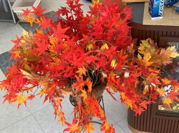 １０月スタート(*´▽｀*)紅葉の時期がやってまいりました