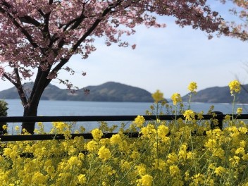 桜の時期ですね