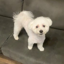 うちのわんこの散歩事情