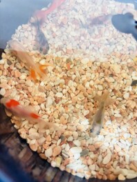 玉名のアイドル爆誕！！