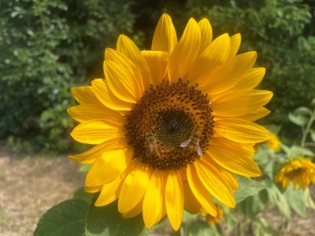 ミツバチ達の花畑計画