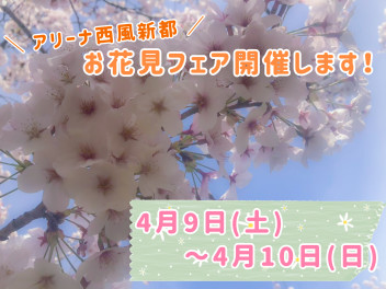 お花見フェア開催！！•(*´▽`*)❀