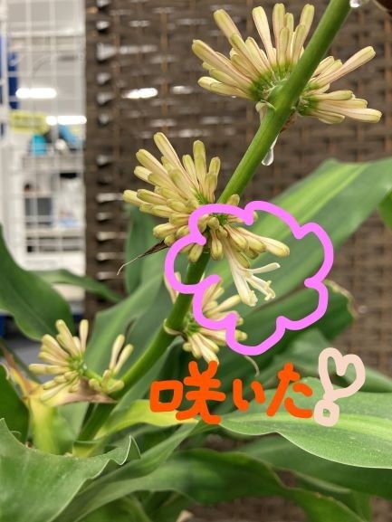 ユッカの花が咲きました その他 お店ブログ 株式会社秋田スズキ スズキアリーナ秋田 ユッカの花が咲きました その他 お店ブログ 株式会社秋田スズキ スズキアリーナ秋田