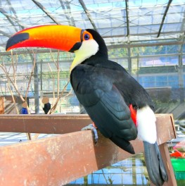 掛川花鳥園