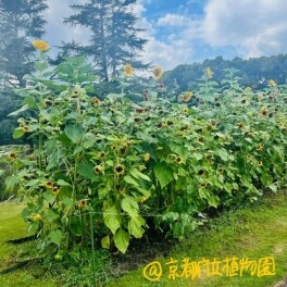 夏！ぬりえコンテスト今年も開催！