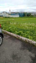 長雨が続きます今日この頃です。