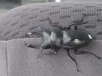 エアコンフィルター