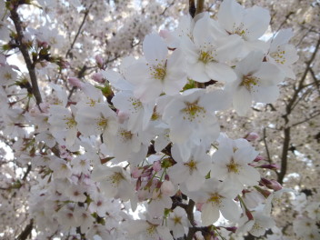 Ｓｐｒｉｎｇ　ｈａｓ　ｃｏｍｅ