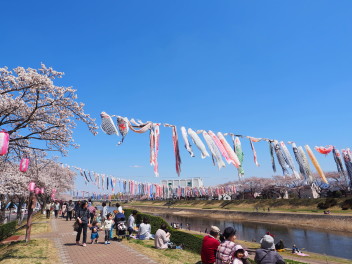 桜が見頃です☆