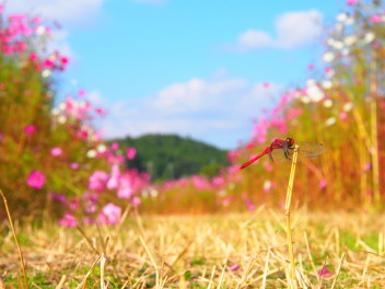 きたやまのひとりごと・・・