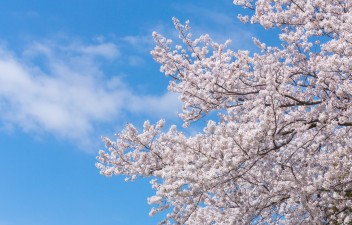 ♦ 冬ﾀｲﾔ交換ｷｬﾝﾍﾟｰﾝ ♦