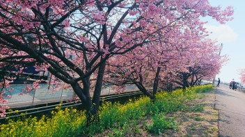 大津の河津桜