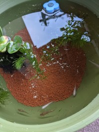 めだかの学校始めました