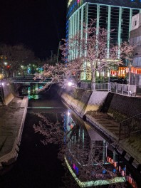 長岡　夜桜　柿川　映えスポット