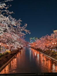 桜　スポット　福島江　夜桜　