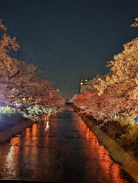 サクラ咲く　さくら男子のSakura日記