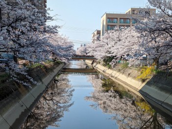 福島江観桜会　長岡　福島江　さくら男子のSakura日記