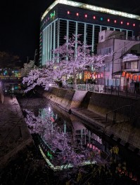 柿川桜並木　夜桜編　サクラ男子のSakura日記