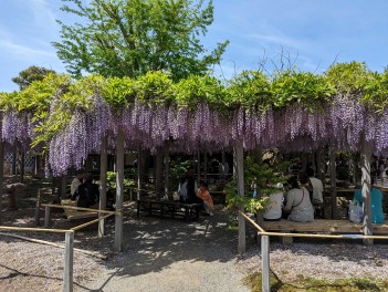 大藤鑑賞会　北方文化博物館　