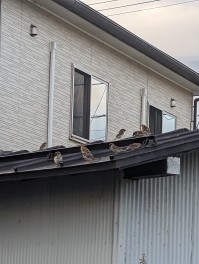 スズメに出待ちされるの巻　お米争奪戦