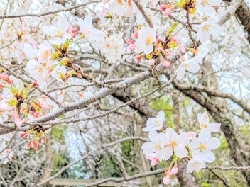 大決算ありがとうございました！　＆　今年度もスズキの日です！