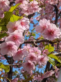 サクラ咲く　さくら男子のSakura日記